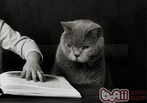 如何训练幼猫不乱抓挠|幼猫饲养-波奇网百科大