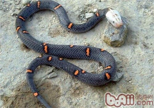 喜瑪拉雅白頭蛇的生活環境