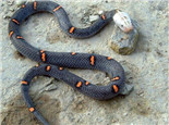 喜玛拉雅白头蛇的生活环境