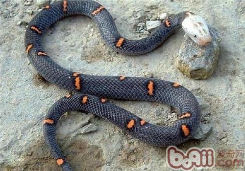 喜瑪拉雅白頭蛇的形態特征