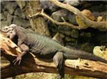 犀牛鬣蜥的形态特征