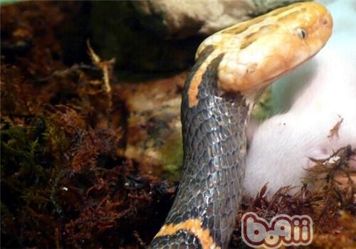 喜瑪拉雅白頭蛇的品種簡介
