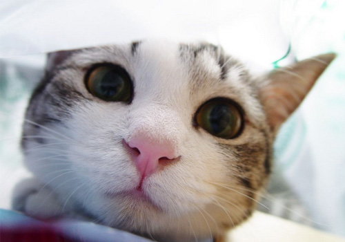 人类的钙片能给猫吃吗？
