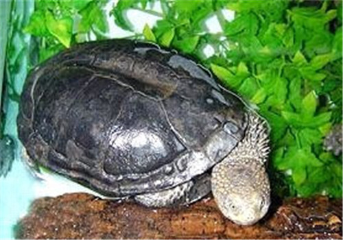 黑腹刺颈龟的食物要求