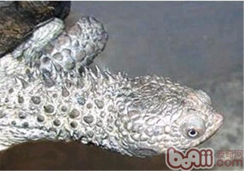 黑腹刺颈龟的形态特征