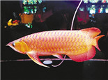 饲养橙红龙鱼时的环境布置