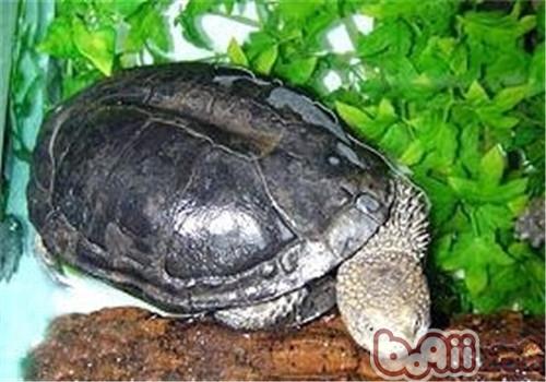 黑腹刺颈龟的食物要求