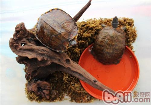 洪都拉斯木紋龜的生活環境介紹