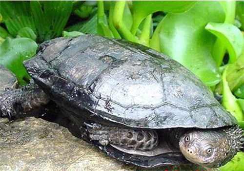黑腹刺颈龟的品种简介