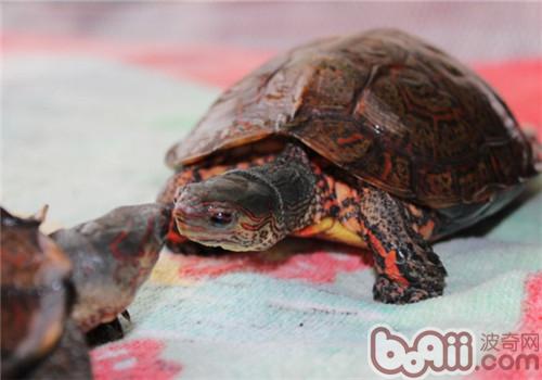 洪都拉斯木紋龜的飼喂注意事項