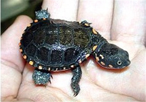 黑腹刺颈龟的环境要求