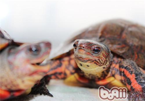 洪都拉斯木紋龜的品種簡介