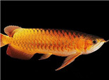 橙红龙鱼的外形特点