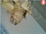 宠物龟钩爪（指甲和趾甲）的护理