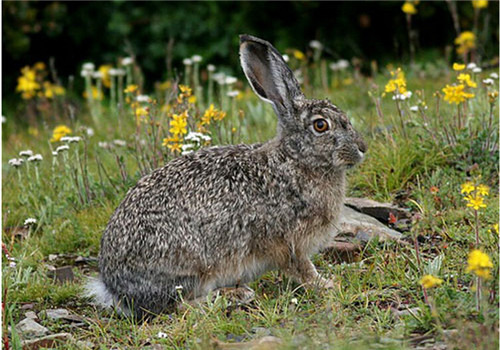 灰尾兔的形态特征