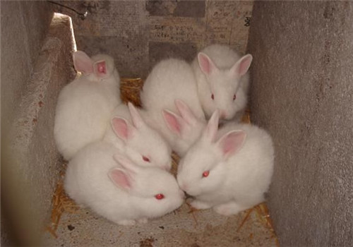 哈尔滨白兔是人工培育出来的品种,所以在外形以及生产性能上,集合了