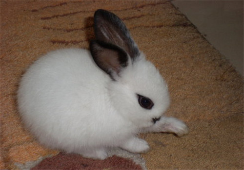 海棠兔的形态特征