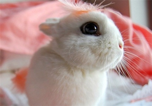 海棠兔的饲养环境布置