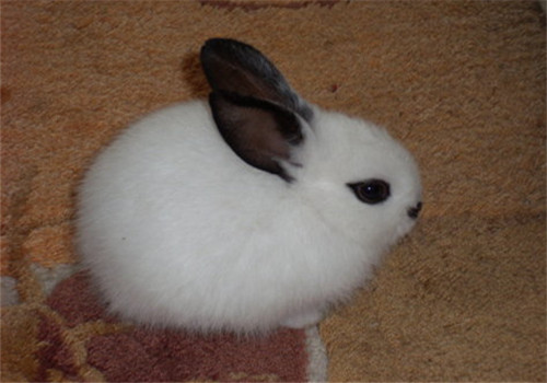 海棠兔的品种简介