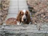 威爾士史賓格犬的飼養(yǎng)要點