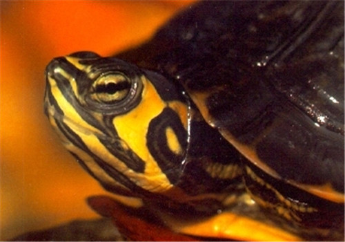 黃肚紅耳龜的外貌特征