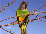 塞内加尔鹦鹉对生活环境的要求