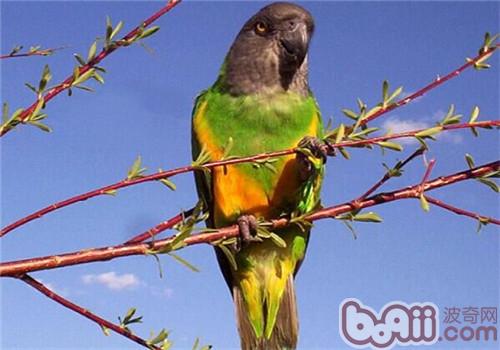 塞内加尔鹦鹉对生活环境的要求|小宠品种-波奇