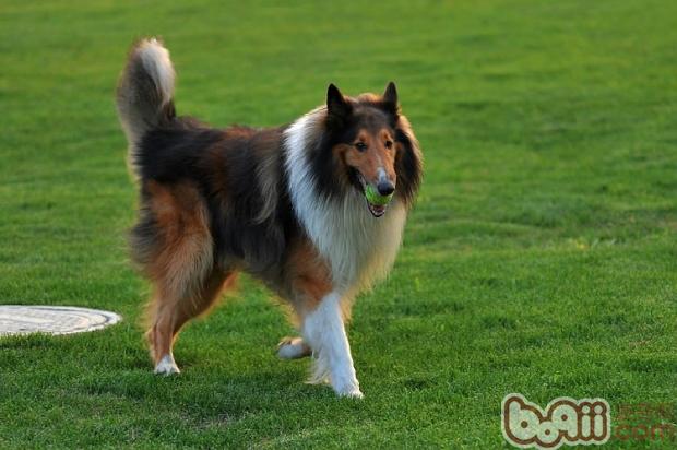 蘇格蘭牧羊犬的護理