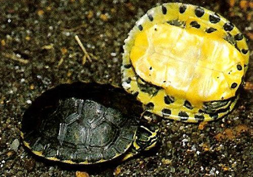黄肚红耳龟的品种简介