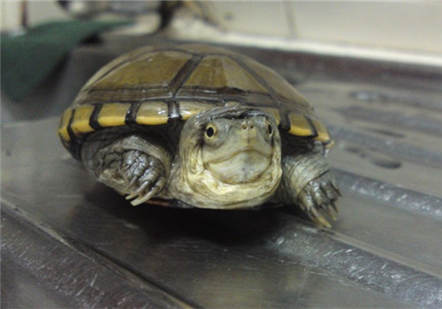 黄泥龟的品种简介