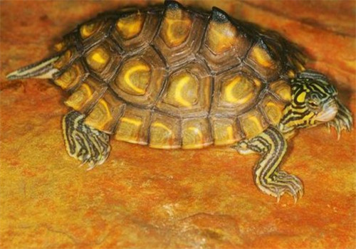 黄斑地图龟的品种简介