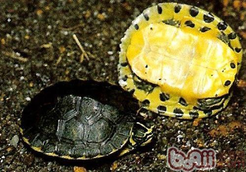 黄肚红耳龟的品种简介