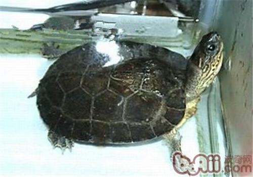 黑木纹龟的形态特征与养护