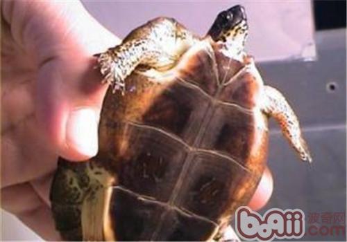 黑木纹龟的生活环境