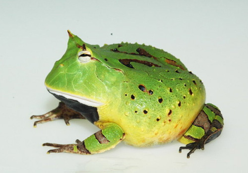 亚马逊角蛙的生活环境