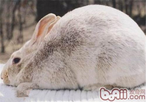 灰栗兔的生活環境布置