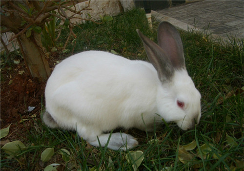加利福尼亚兔的形态特征
