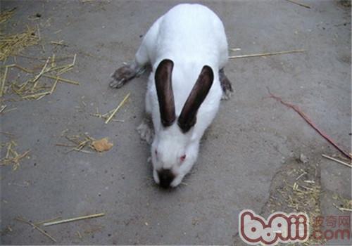 加利福尼亚兔的兔舍建设原则