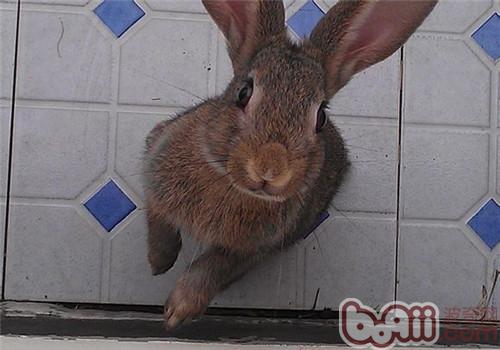 灰栗兔吃什么比較好？