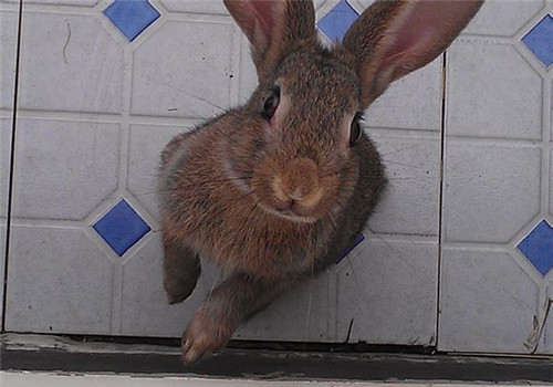 灰栗兔吃什么比较好？
