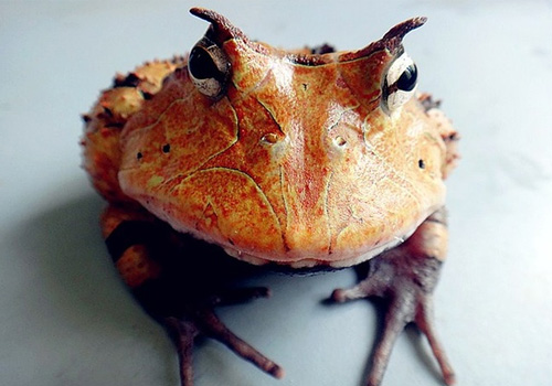亚马逊角蛙品种简介