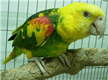 双黄头亚马逊鹦鹉的形态特征