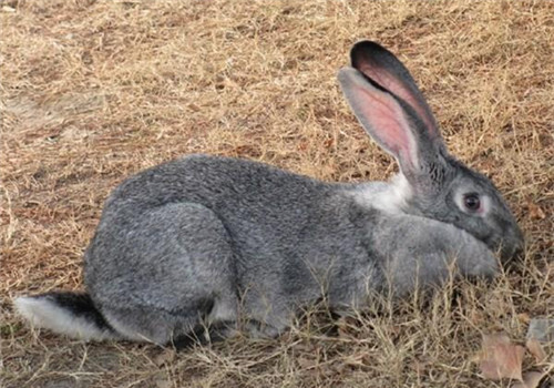 金吉拉兔的形态特征