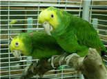 双黄头亚马逊鹦鹉的品种简介