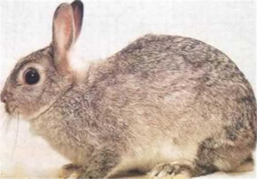 灰栗兔的形态特征