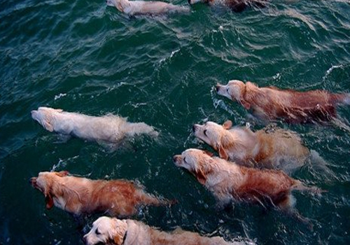 狗天生就会游泳吗
