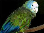圣文生亚马逊鹦鹉的形态特征