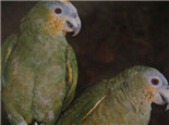 圣文生亚马逊鹦鹉的品种简介