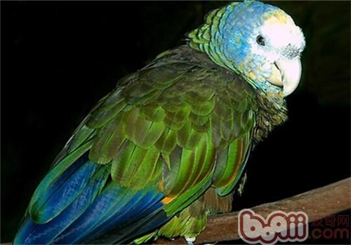 圣文生亞馬遜鸚鵡的形態特征