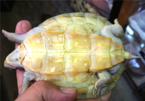 紅冠棱背龜的形態特征